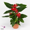 .Anthurium arebo