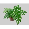 PHILODENDRON MINIMA P19