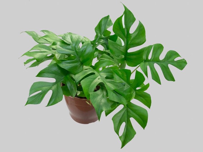 PHILODENDRON MINIMA P19