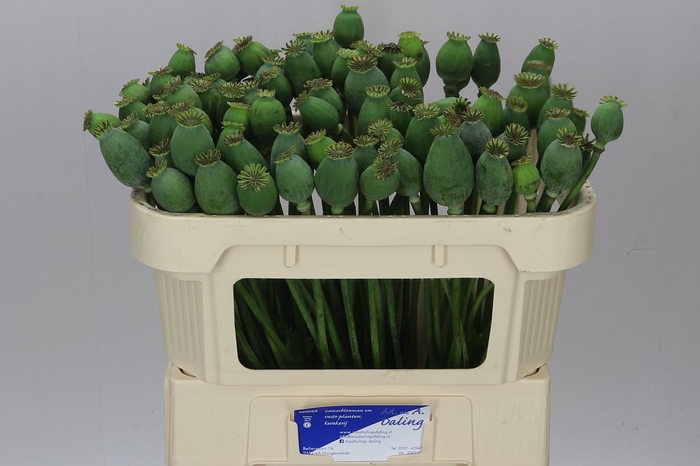 <h4>Papaver Seedheads Small</h4>