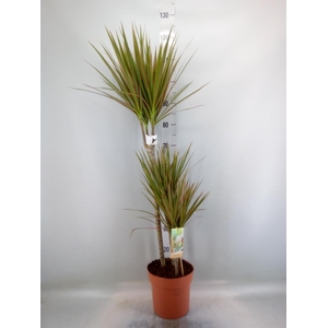 Dracaena marg. 'Bicolor'