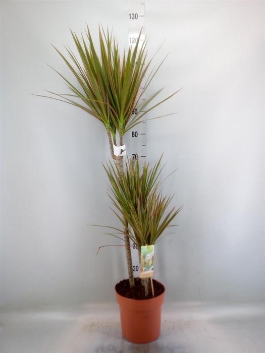 <h4>Dracaena marg. 'Bicolor'</h4>