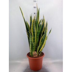 Sansevieria trifa. 'Laurentii'