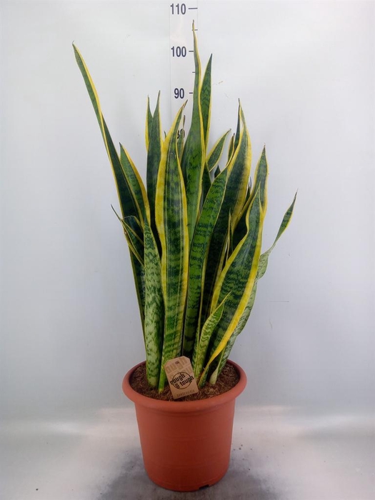 <h4>Sansevieria trifa. 'Laurentii'</h4>