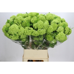 Viburnum Opulus Roseum