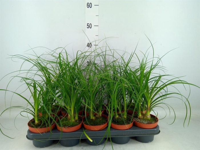 <h4>Beaucarnea recurvata</h4>