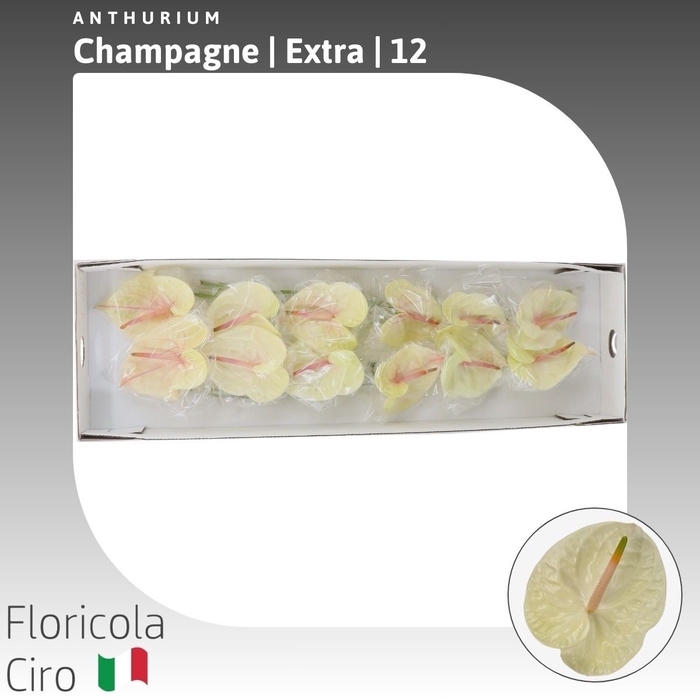 <h4>Anthurium Champagne | Extra</h4>