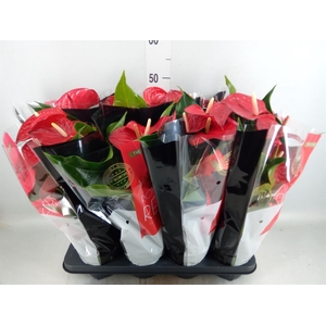 Anthurium andr. 'Querida'