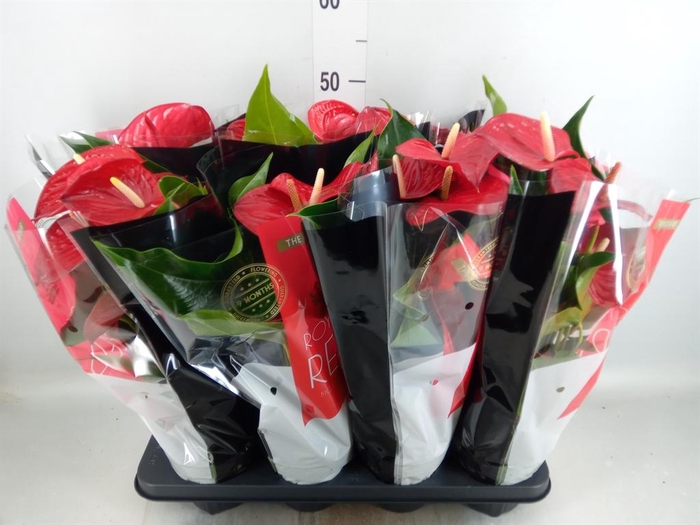 <h4>Anthurium andr. 'Querida'</h4>