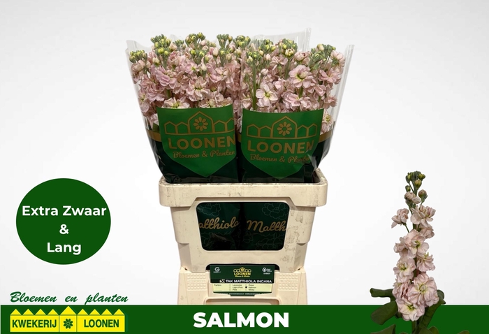 <h4>MATTH MILLA SALMON</h4>
