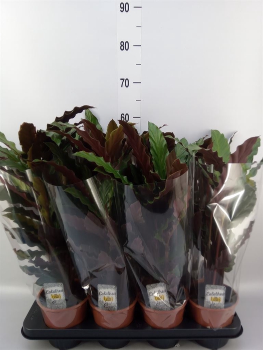<h4>Calathea rufibarba 'Wavestar'</h4>