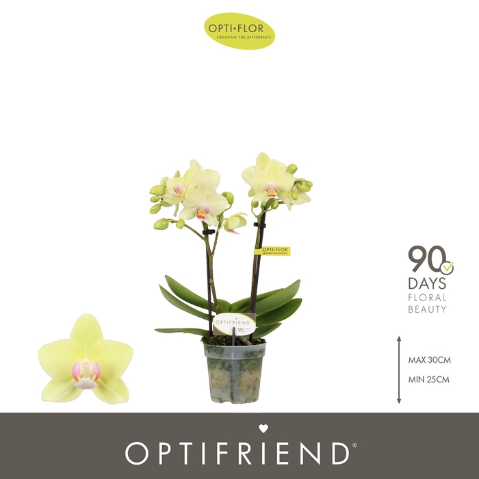 <h4>Optifriend Lena 2 spike</h4>