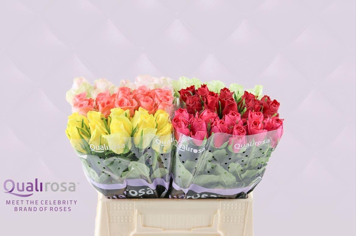 <h4>R Gr Mix Qualirosa</h4>