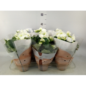 Begonia elat. HL 'Clara'