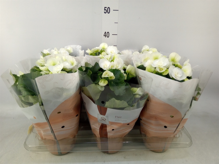 <h4>Begonia elat. HL 'Clara'</h4>