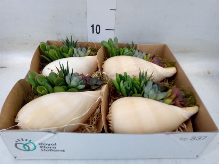 Planten  ..in schelp L%