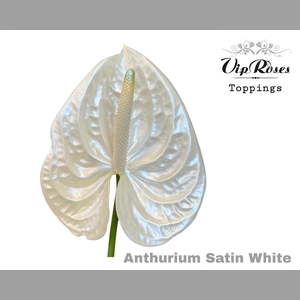 ANT A SATIN WHITE