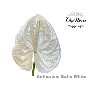 Ant A Satin White