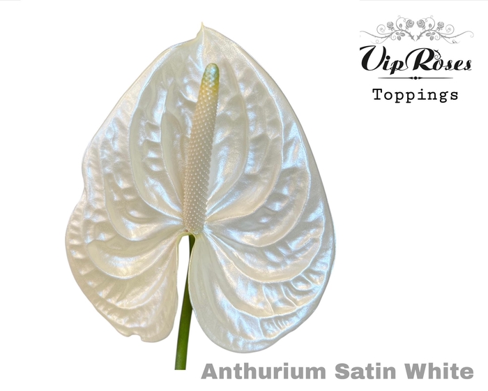 <h4>Ant A Satin White</h4>