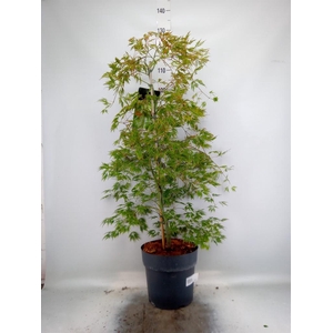 Acer palmatum 'Dissectum'