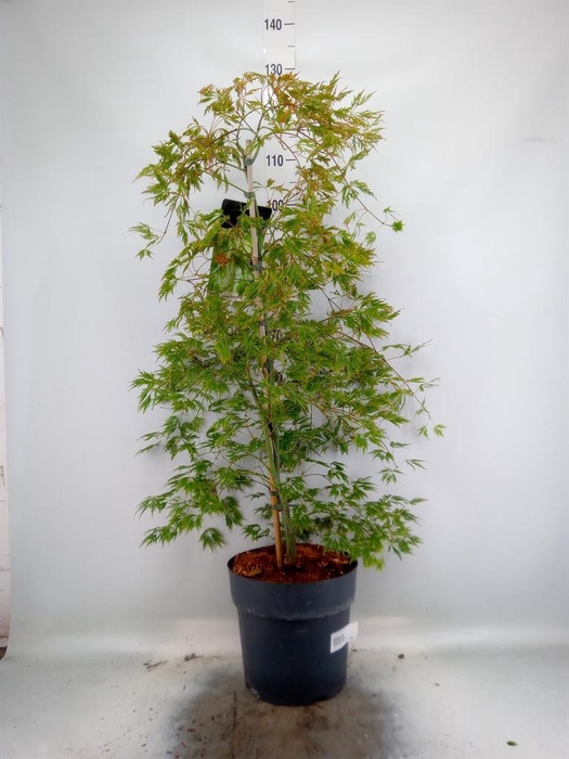 <h4>Acer palmatum 'Dissectum'</h4>