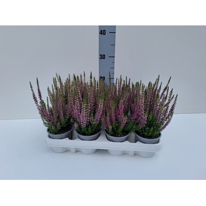 Calluna vulg. 'Beauty L Lianne'