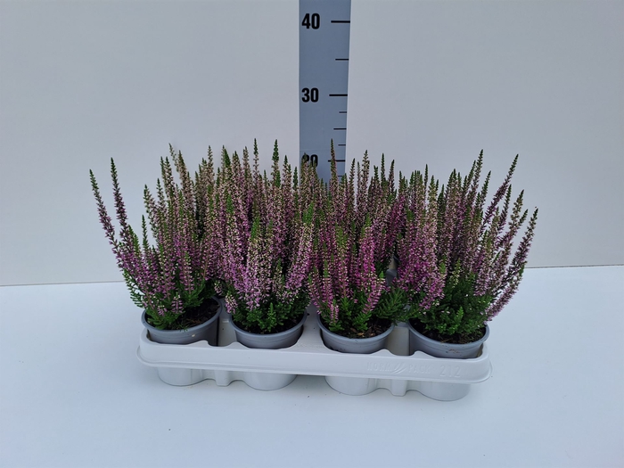 Calluna vulg. 'Beauty L Lianne'