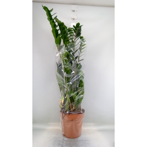 Zamioculcas zamiifolia