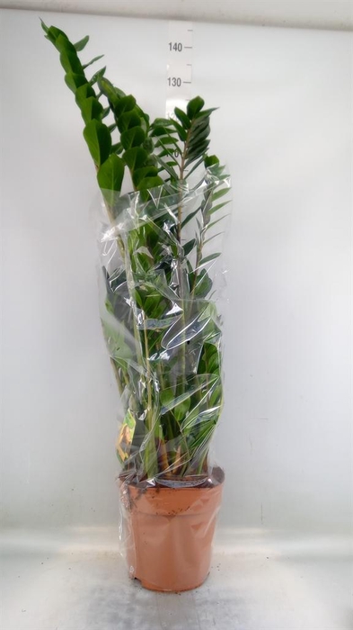 <h4>Zamioculcas zamiifolia</h4>