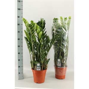 Zamioculcas zamifolia 21Ø 90cm 8st