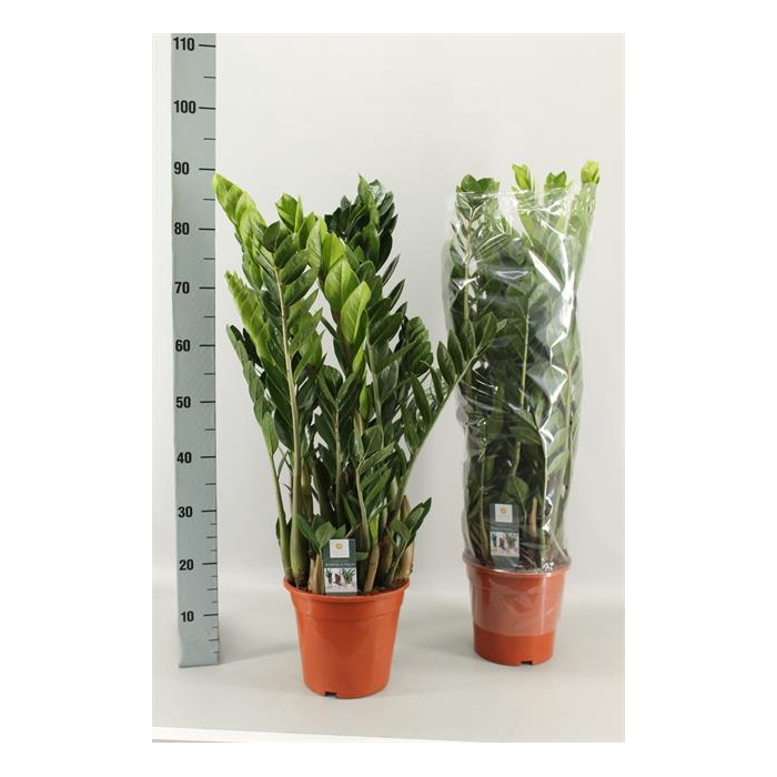 <h4>Zamioculcas zamifolia 21Ø 90cm 12st</h4>