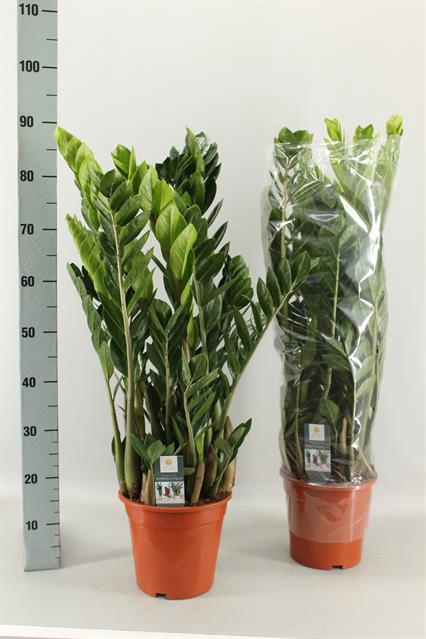 Zamioculcas zamifolia 21Ø 90cm 8st