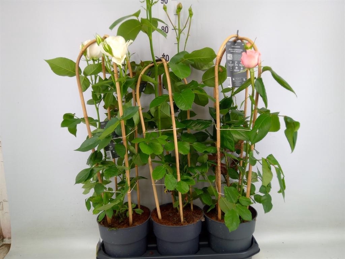 <h4>Rosa FL 'Select'   ...mix</h4>