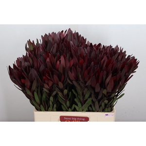 Leucad Saf Sunset Dark 60cm