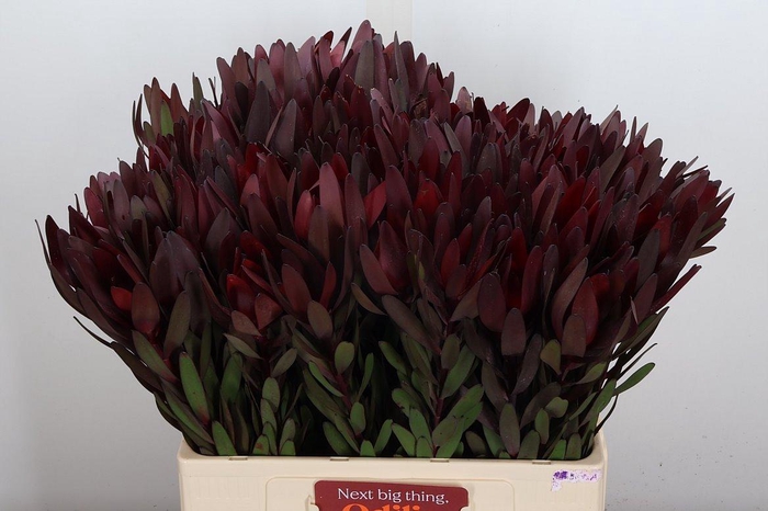 <h4>Leucad Saf Sunset Dark 60cm</h4>