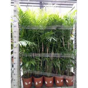 Chamaedorea seifrizii