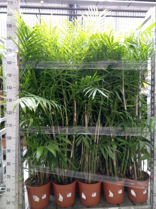 <h4>Chamaedorea seifrizii</h4>