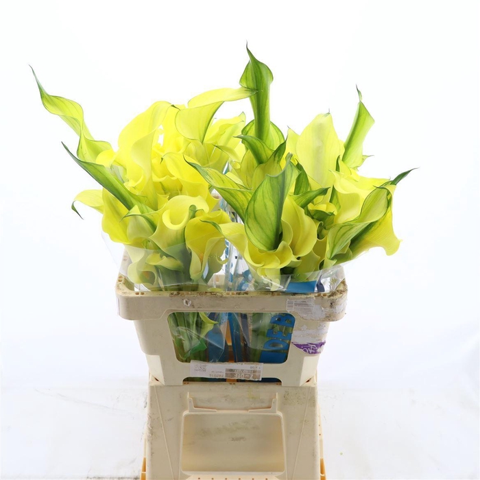 <h4>Calla Alice Springs | Dubbelbloemig</h4>