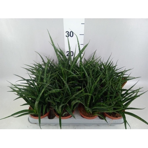 Sansevieria  'Fernwood'