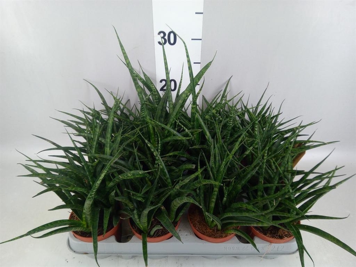 <h4>Sansevieria  'Fernwood'</h4>