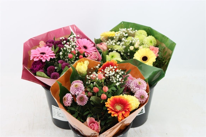 <h4>Bqt Quattro 14st</h4>