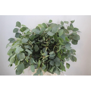 Euca Populus 300gr P Bunch