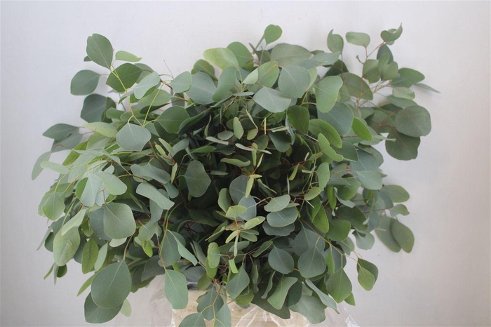 <h4>Euca Populus 300gr P Bunch</h4>