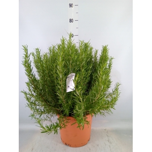 Rosmarinus officinalis   ...