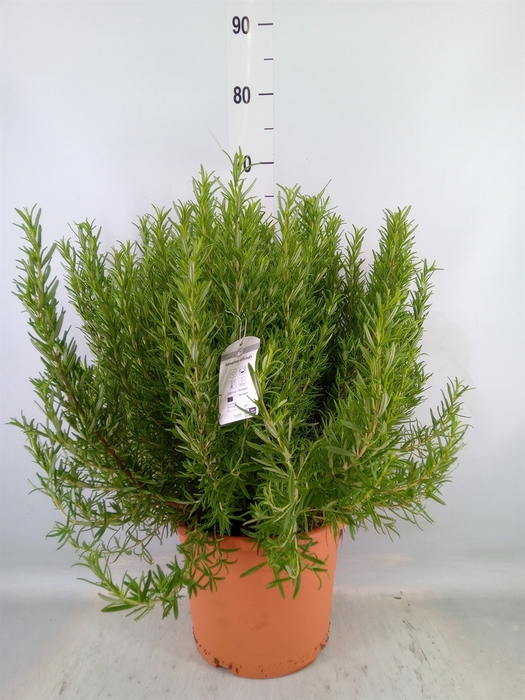 <h4>Rosmarinus officinalis   ...</h4>