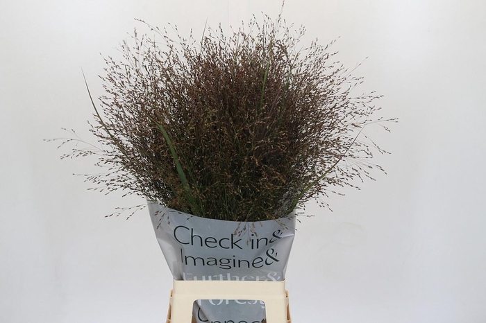 <h4>PANIC VI WARRIOR</h4>