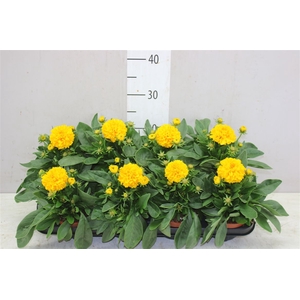 Coreopsis Golden Spheer