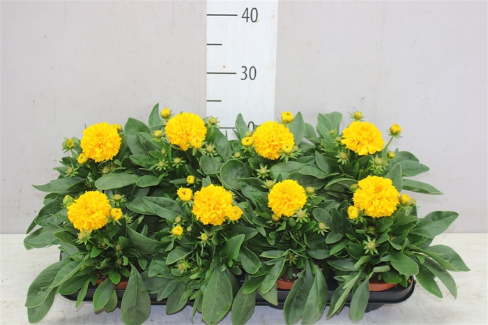 <h4>Coreopsis Golden Spheer</h4>