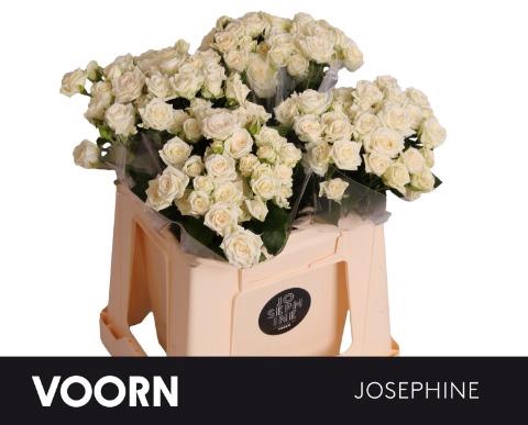 <h4>Rosa spray josephine</h4>