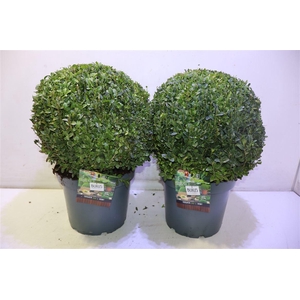 Buxu Sempervirens
